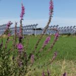 Agrivoltaico: Sinergia tra Agricoltura e Energia Rinnovabile impianti fotovoltaici